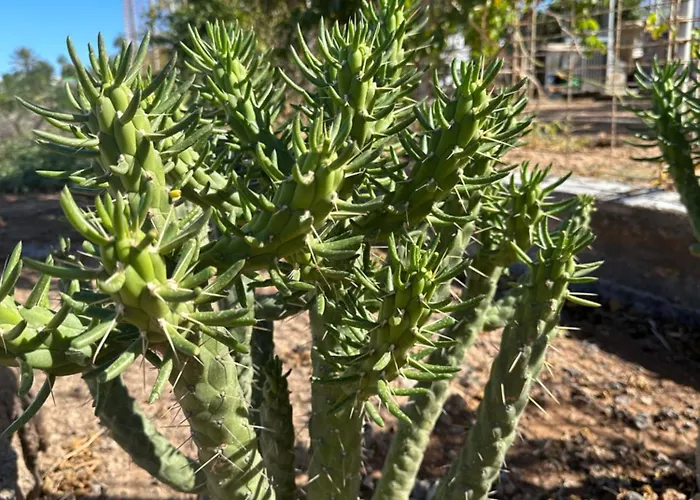 Lejlighed Ocean View Tenerife South Coast *