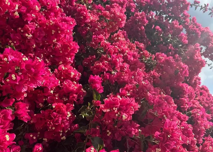 Appartamento Ocean View Tenerife South Coast Costa Del Silencio